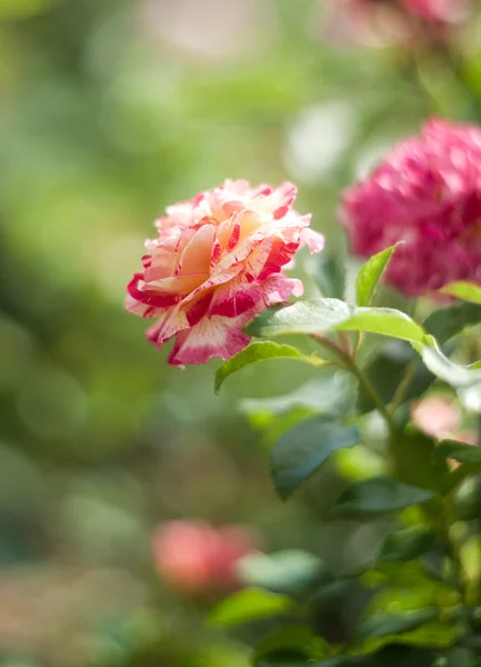 Vackra rosor på naturliga bakgrund — Stockfoto