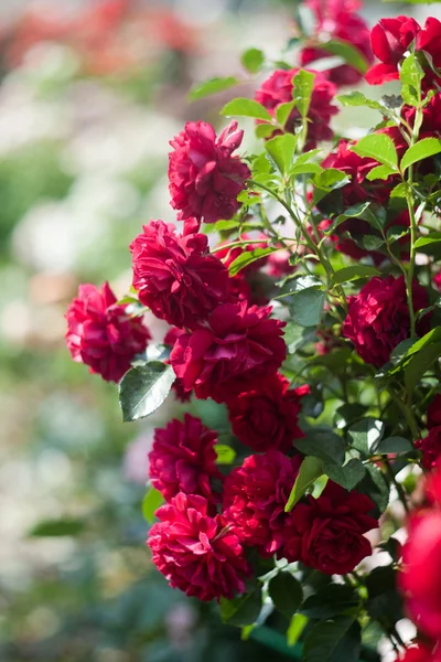 Vackra rosor på naturliga bakgrund — Stockfoto