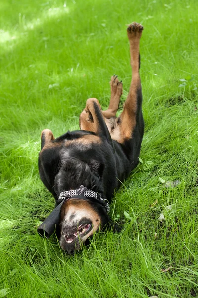 Câinele de rasă un Rottweiler merge pentru o unitate pe o iarbă pe o s — Fotografie, imagine de stoc