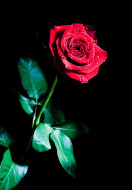 Su damlalı kırmızı gül