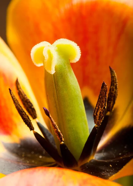 Close-up de Tulipa — Fotografia de Stock