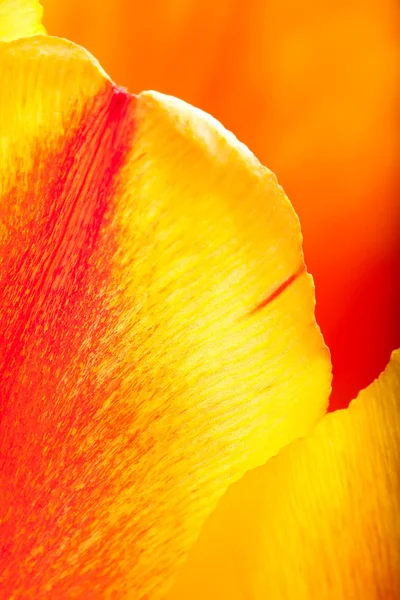 Close-up de Tulipa — Fotografia de Stock