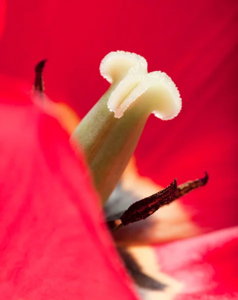 Close-up de Tulipa — Fotografia de Stock