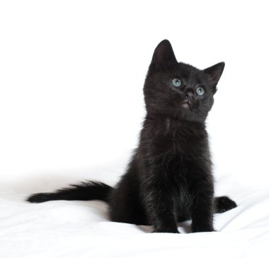 küçük siyah yavru kedi. 1.5 aylıkken