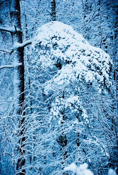 Snow-covered wood — Stock Photo, Image