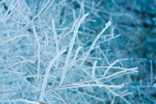 冰和雪上后在莫斯科郊区的雨夹雪的分支 — 图库照片