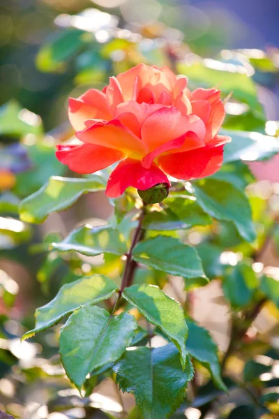 Belles roses sur fond naturel — Photo