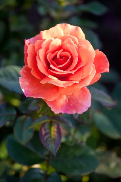 Hermosas rosas arbustivas en el jardín —  Fotos de Stock