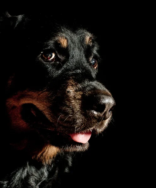 Schwarzer Hund auf schwarzem Hintergrund. — Stockfoto