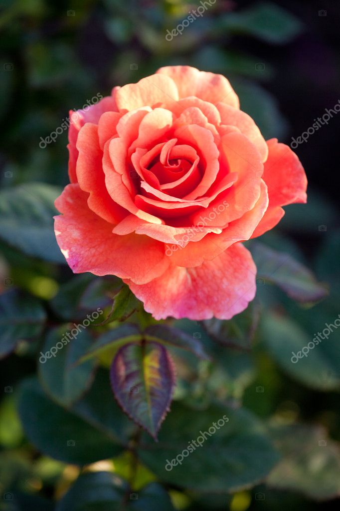 Beautiful shrub roses in the garden — Stock Photo © fotomt 19019397