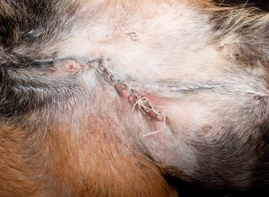 operasyonel dikiş at doğurmak rottweiler köpek. oper sonraki hafta