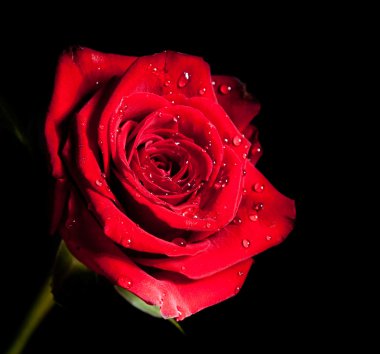 Su damlalı kırmızı gül