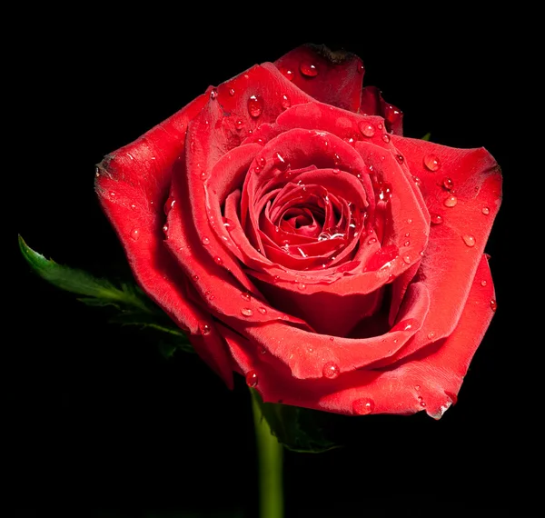 Vörös rózsa vízcseppekkel — Stock Fotó