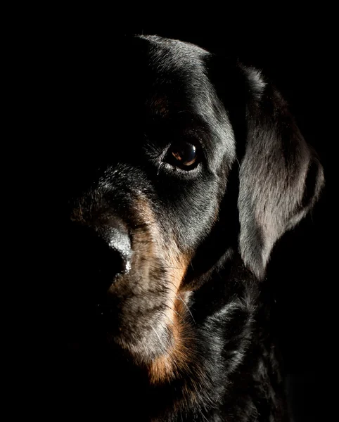 Zwarte hond op zwarte achtergrond. — Stockfoto