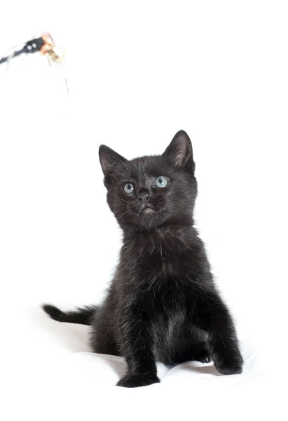 Little black kitten. age of 1.5 months — Stock Photo, Image