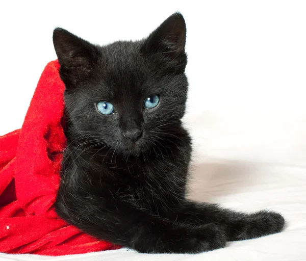 Mały czarny kotek. 1,5 miesiąca życia — Zdjęcie stockowe