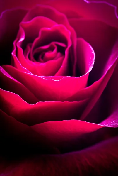 아름다운 붉은 장미 — 스톡 사진
