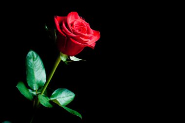 Kırmızı gül makrosu