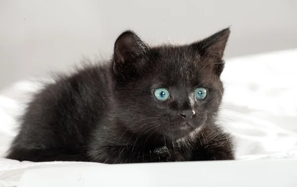 Um gatinho preto. idade de 1,5 meses — Fotografia de Stock