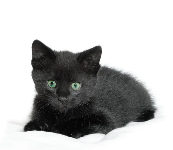 Um gatinho preto. idade de 1,5 meses — Fotografia de Stock