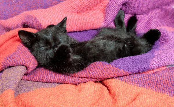 黑色的小猫。1.5 个月的年龄 — 图库照片