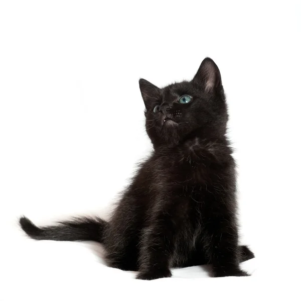 Küçük siyah yavru kedi. 1.5 aylıkken — Stok fotoğraf