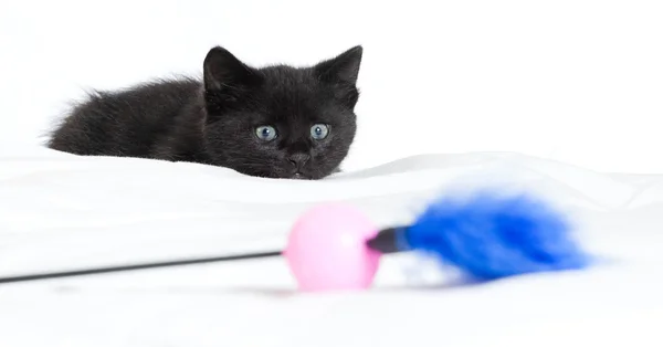 Um gatinho preto. idade de 1,5 meses — Fotografia de Stock