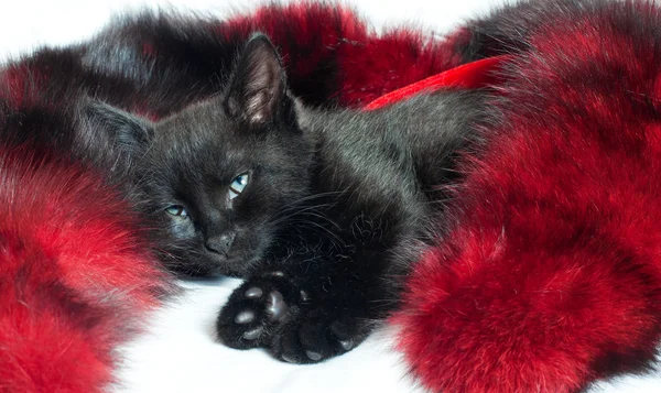 黑色的小猫。1.5 个月的年龄 — 图库照片