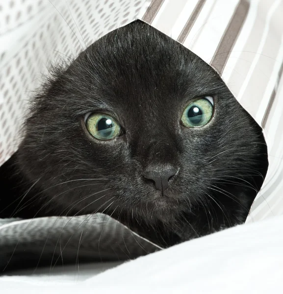 Pequeño gatito negro. edad de 1,5 meses — Foto de Stock