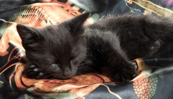 Um gatinho preto. idade de 1,5 meses — Fotografia de Stock