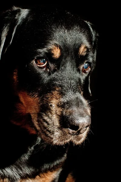 Black Dog on Black Background — Stock Photo, Image