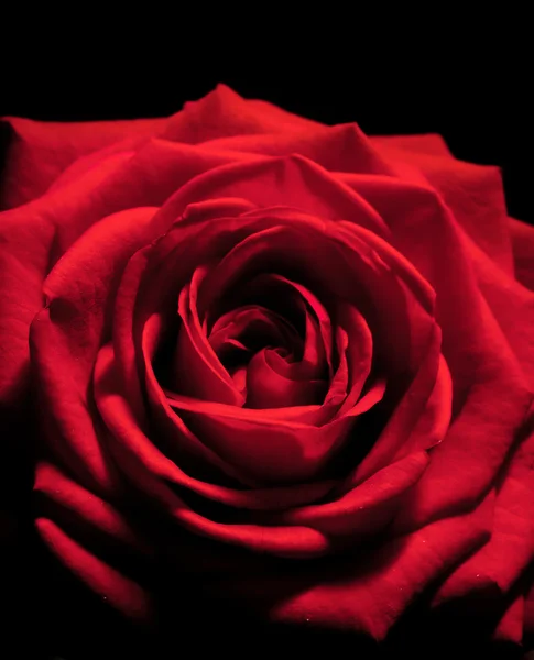 Macro rose rouge — Photo