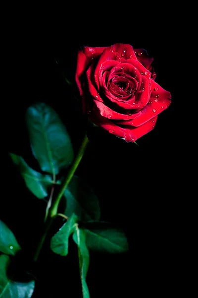 Rosa rossa con gocce d'acqua — Foto Stock