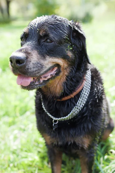 Pies rasy Rottweiler pływać w bagnie — Zdjęcie stockowe