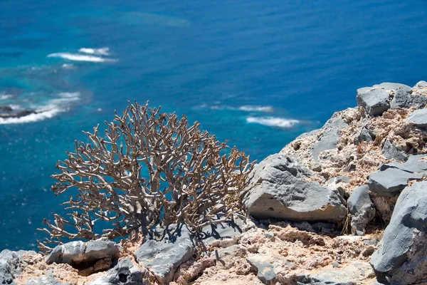 De planten van gramvousa eiland, Griekenland — Stockfoto