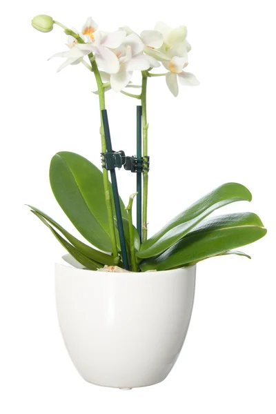 Small orchid in flowerpot — Stock Photo, Image