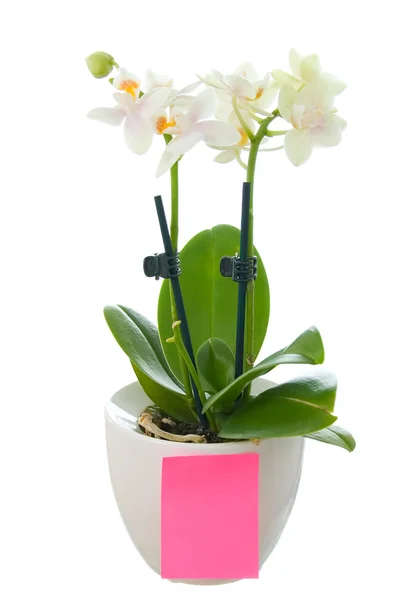 Small orchid in flowerpot with a blank paper — Stock Photo, Image