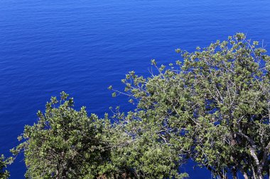 Deniz arka plan ağaç