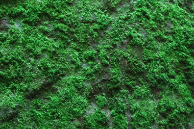 arka plan olarak yeşil yosun