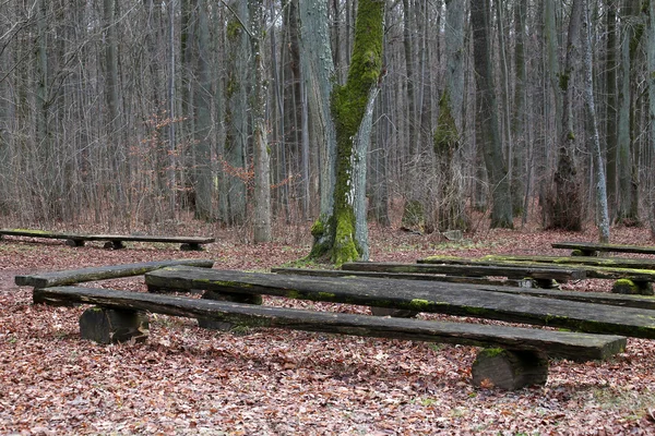 秋の森の木のベンチ — ストック写真