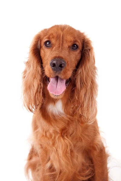 Cockerspaniel — Stockfoto