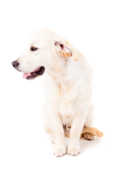 Golden Retriever — Stock Photo, Image