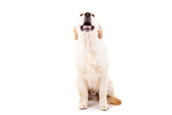 Golden Retriever — Stock Photo, Image