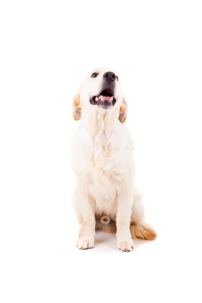 Golden retriever — Stockfoto