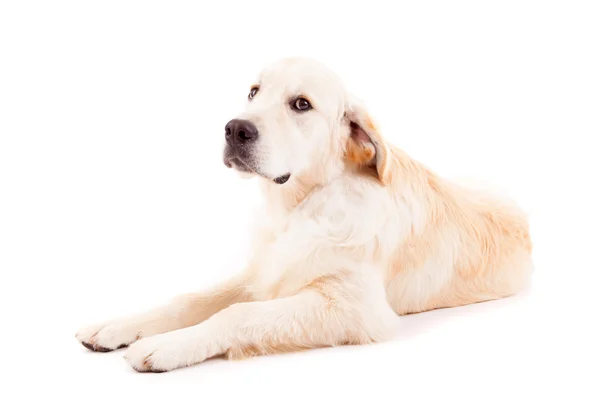 Perro perdiguero de oro — Foto de Stock