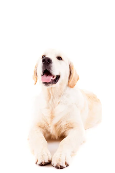 Golden Retriever — Stock Photo, Image