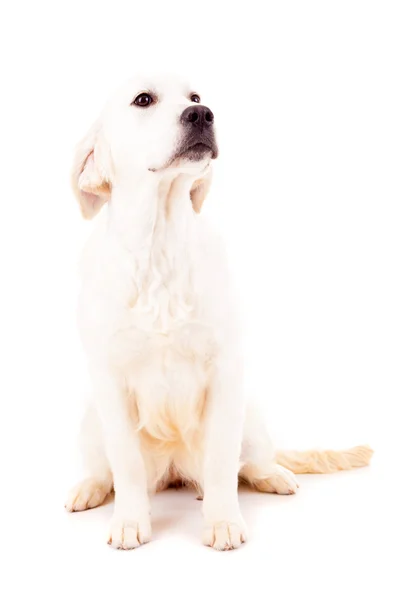 Golden Retriever — Stock Photo, Image