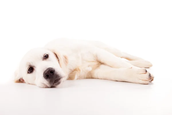 Perro perdiguero de oro —  Fotos de Stock