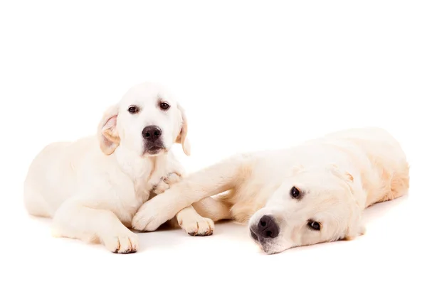 Recuperadores de oro — Foto de Stock