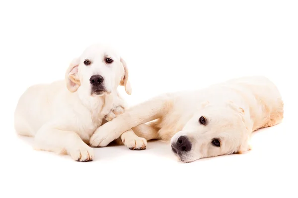 Golden retrievers — Stockfoto